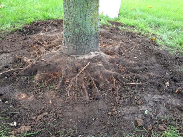 Maple Tree decline – PlantDOC