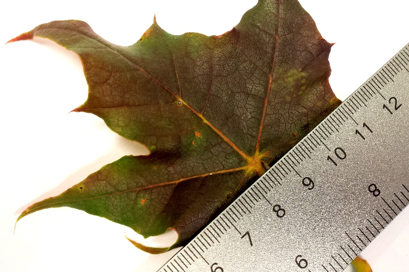 norway maple leaf facts