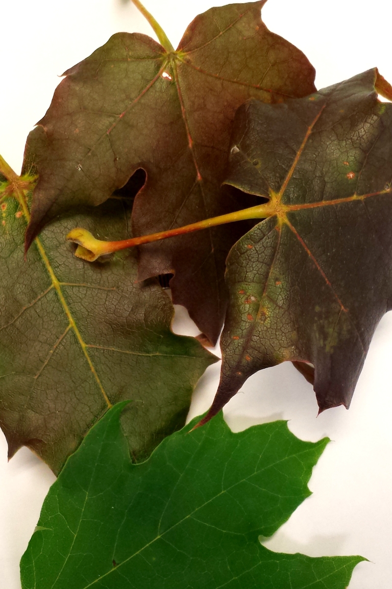 Norway maple PlantDOC