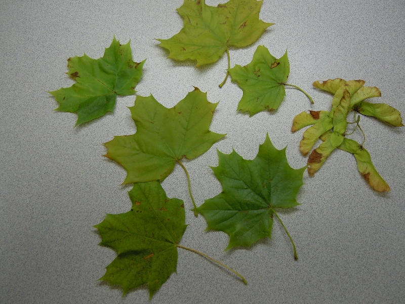 Maple Tree Leaf Drop PlantDOC