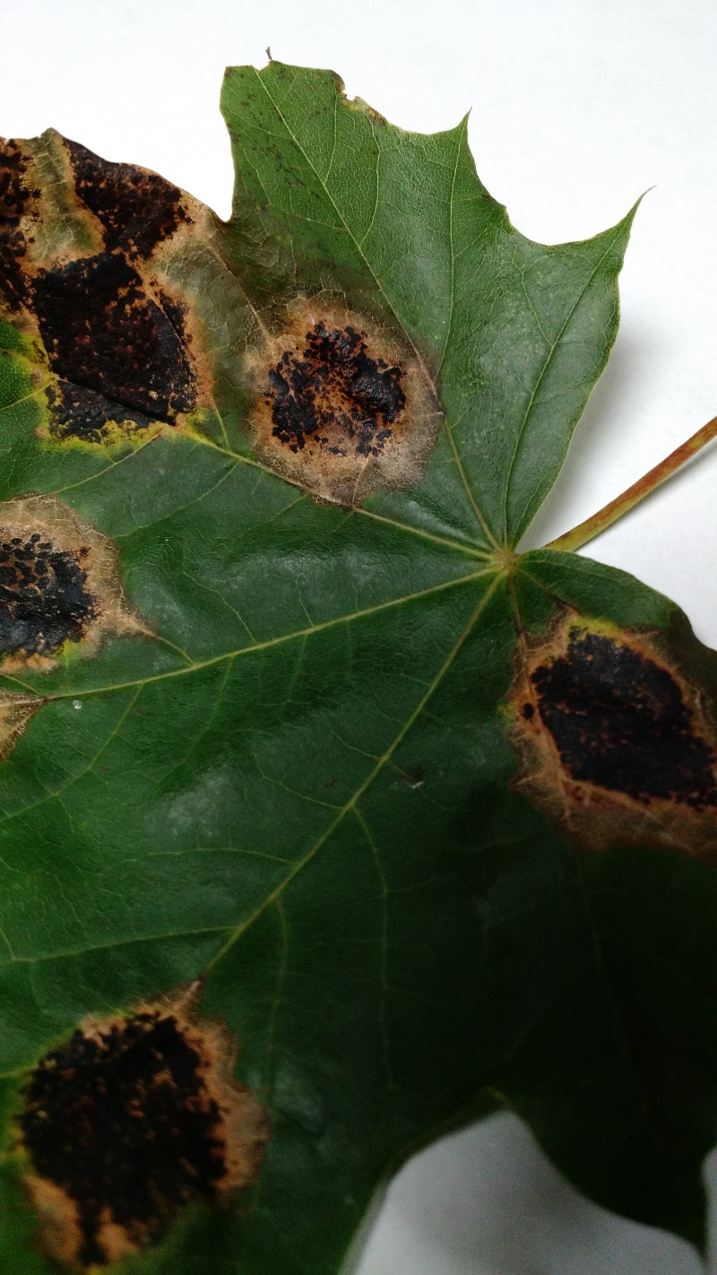 Brown Spots On Maple Leaves