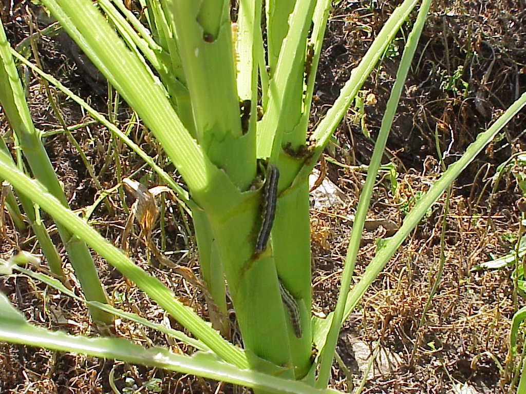 download armyworms in grass
