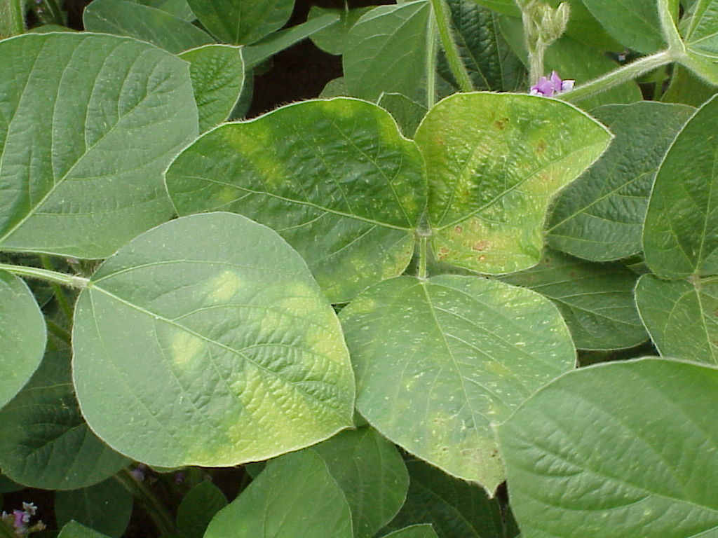 Soybean disease or herbicide injury PlantDOC