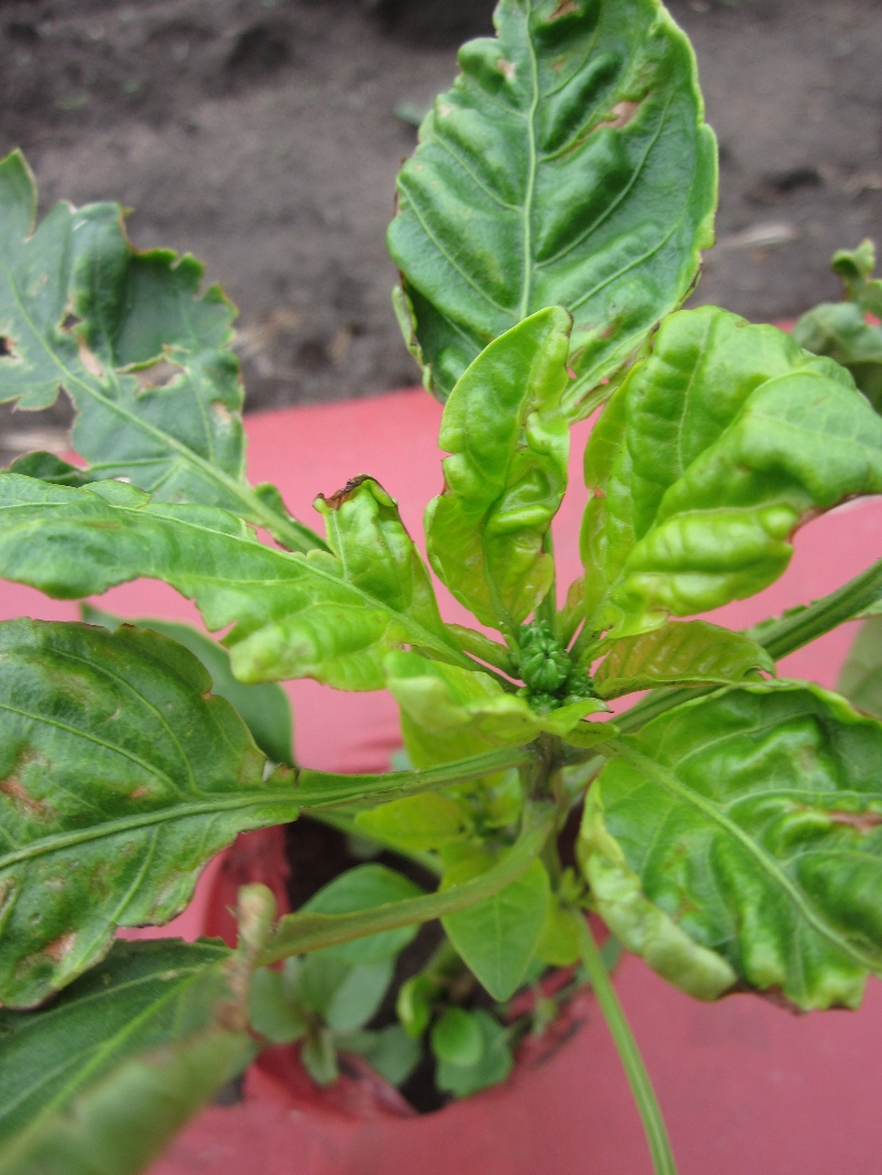 Bell Pepper LEaves PRoblem PlantDOC