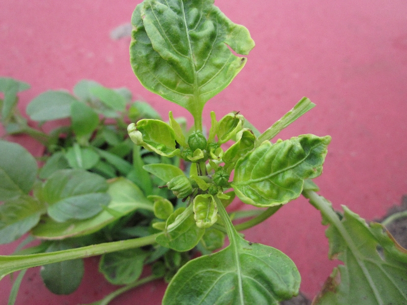 Pepper Plant Diseases Identification Plant Ideas