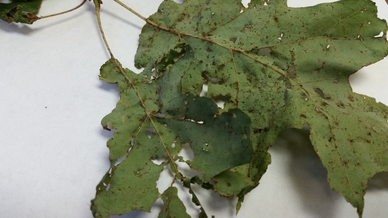 Black Spots On Oak Leaves