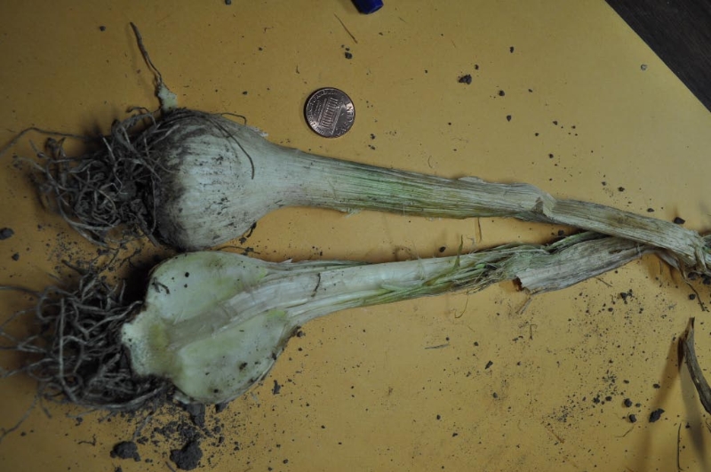 Onion Maggot on Garlic PlantDOC