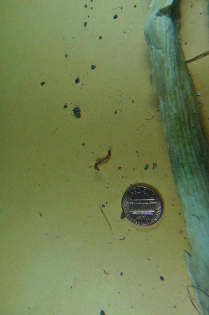 Onion Maggot on Garlic PlantDOC