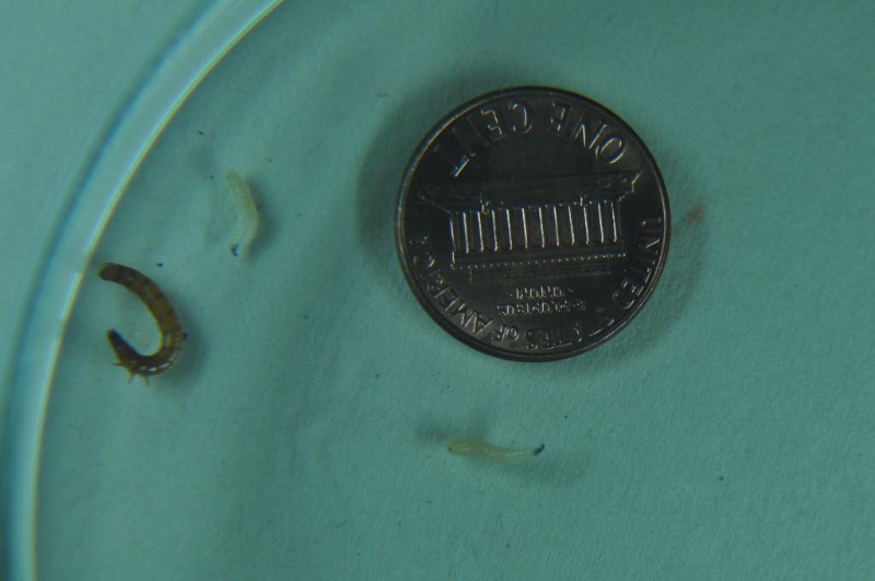 Onion Maggot on Garlic PlantDOC