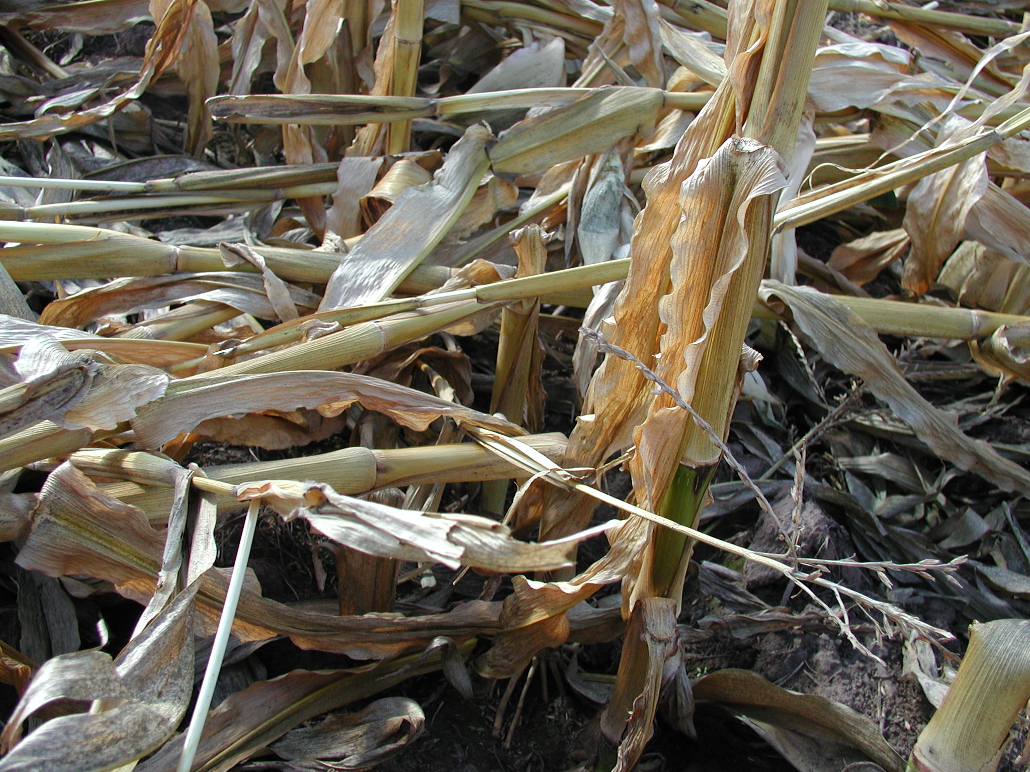 Corn Stalk Rot Plantdoc