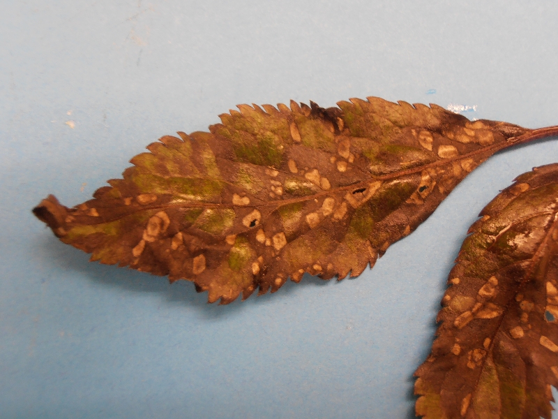 Elderberry Disease PlantDOC