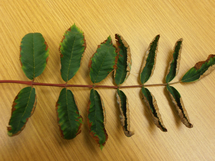 marginal-leaf-browning-on-mountain-ash-plantdoc