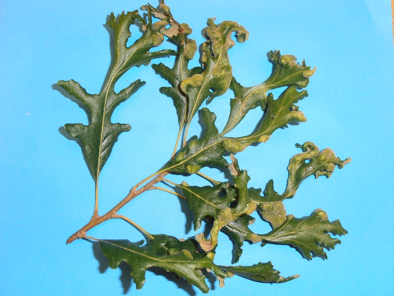 Oak Leaf curling PlantDOC