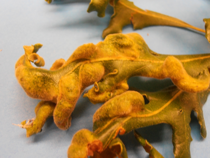 Oak Leaf curling PlantDOC