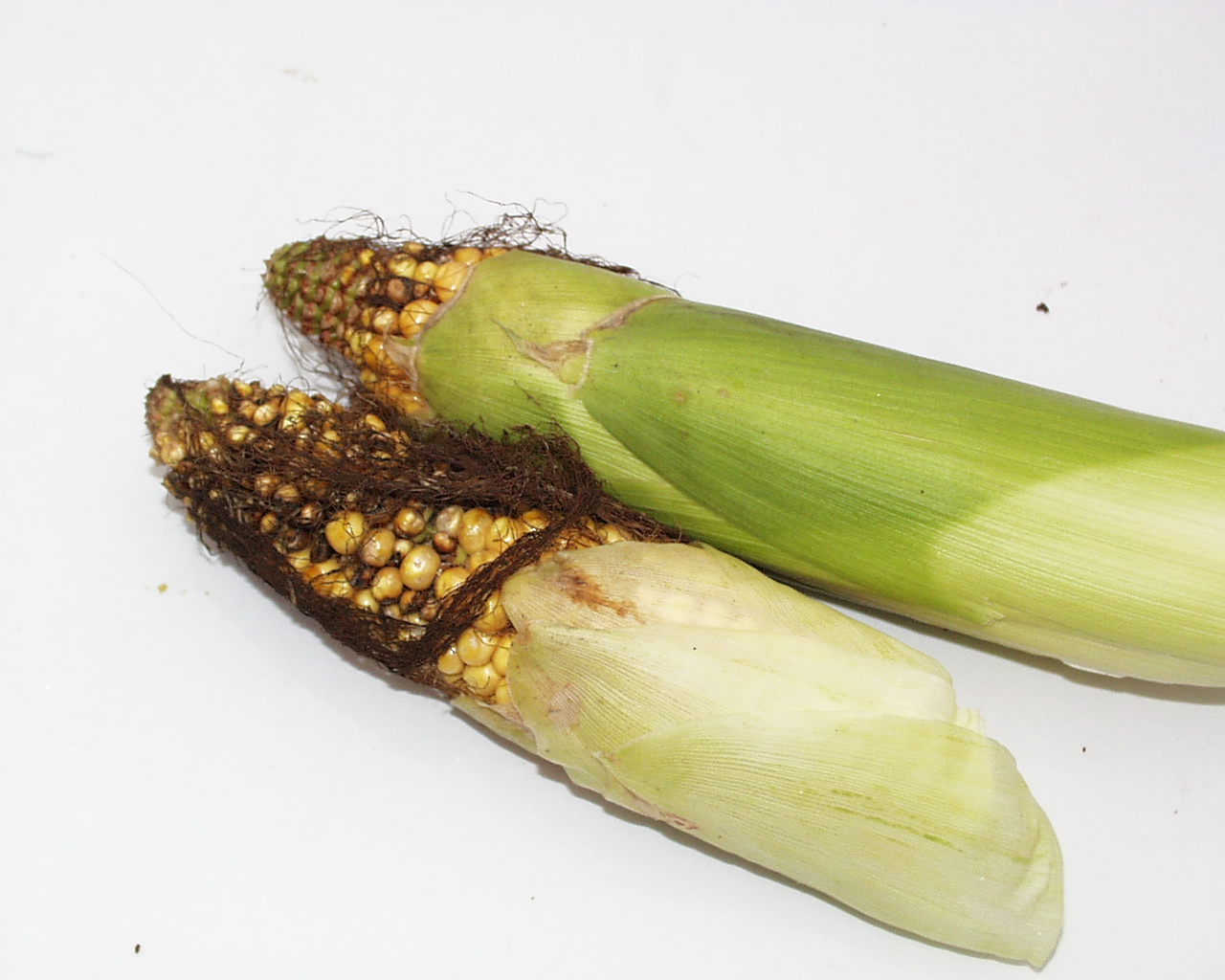 Stunted Corn Husk Submitted for Matt Hanson PlantDOC