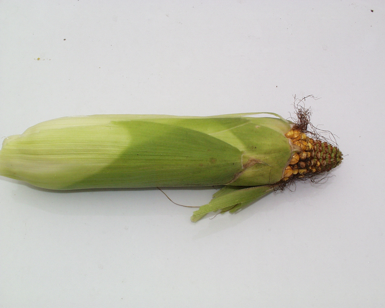 Stunted Corn Husk Submitted for Matt Hanson PlantDOC