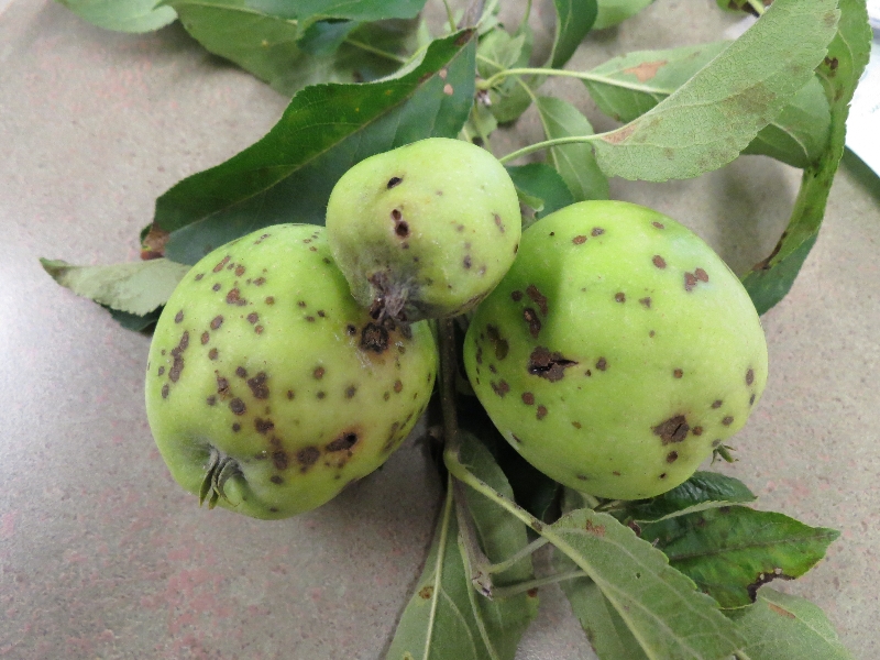 dimpled, spotted apples – PlantDOC