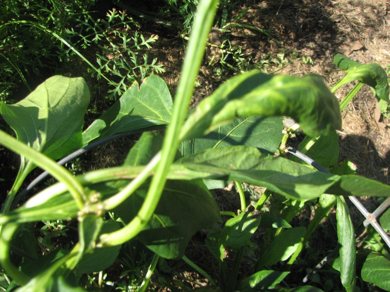 Pepper leaf wilt – PlantDOC