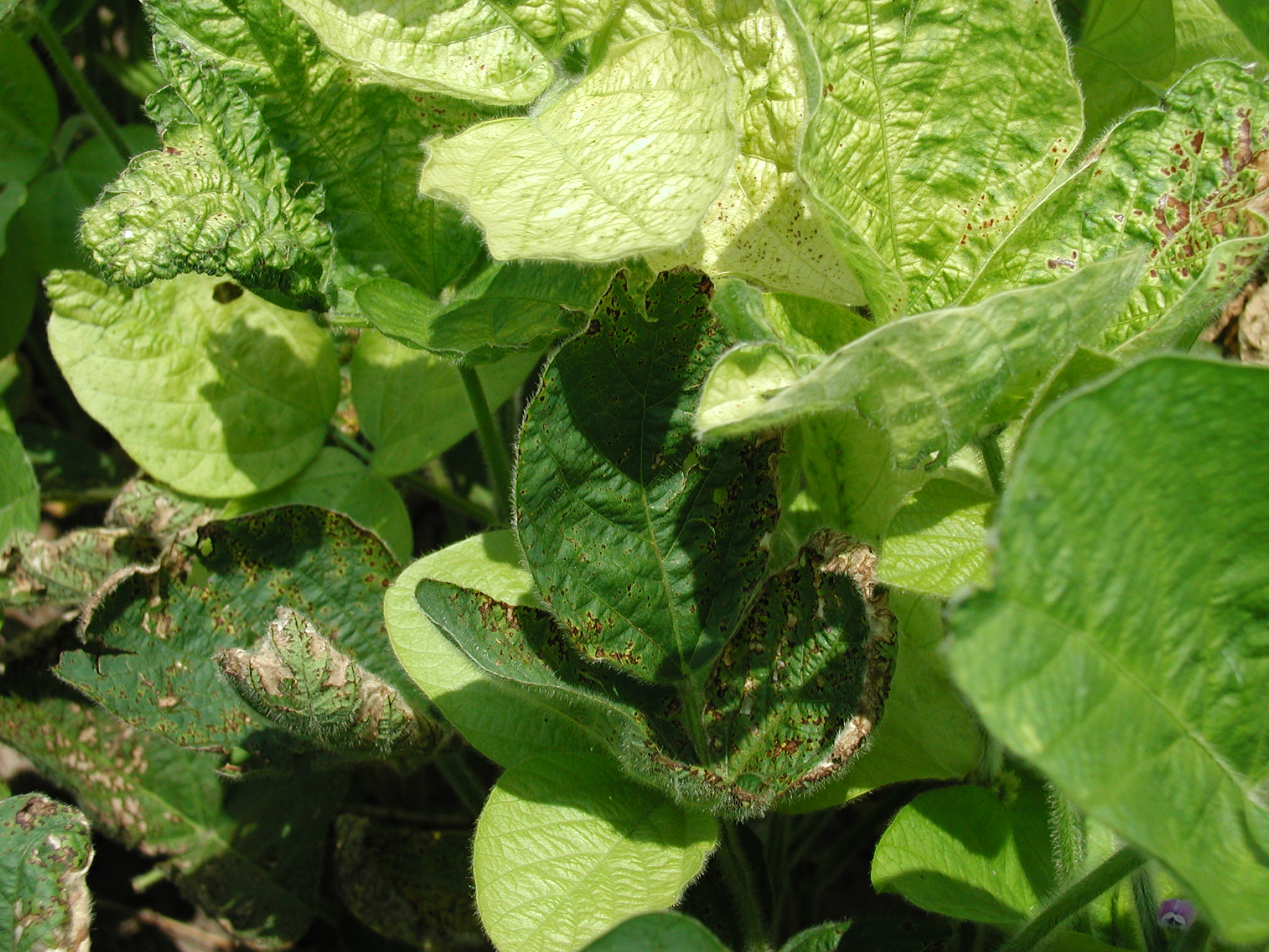 Yellowing of Soybeans PlantDOC