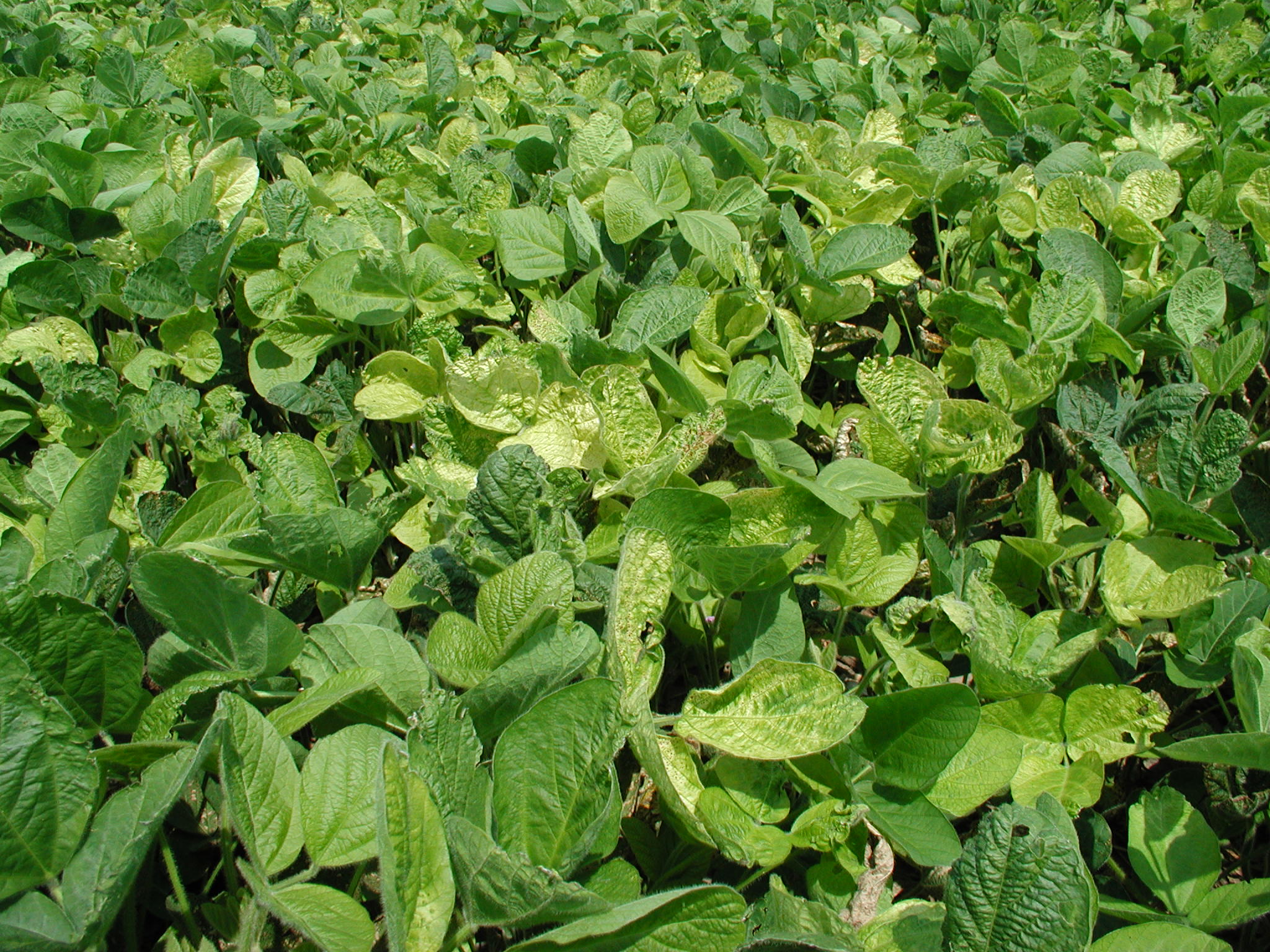 Yellowing of Soybeans PlantDOC