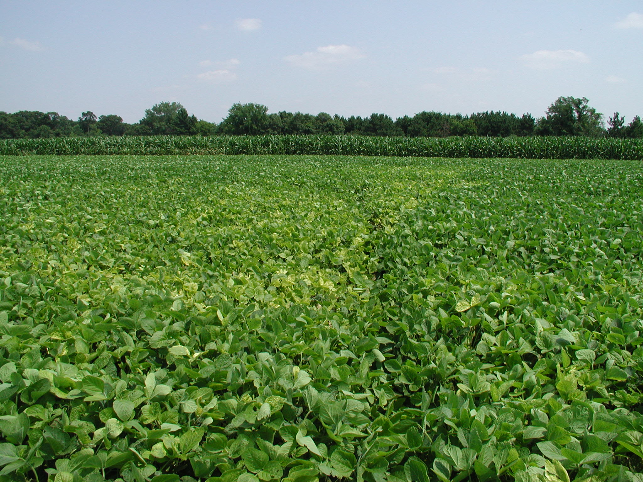 Yellowing of Soybeans PlantDOC