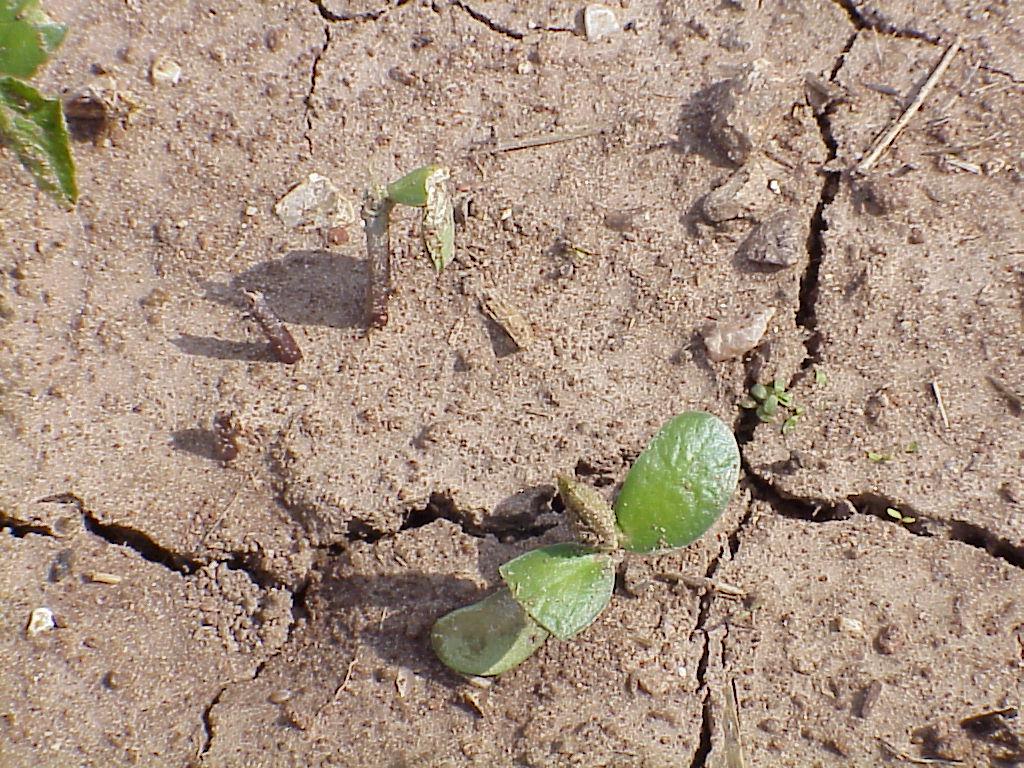 Hail damage in soybeans – PlantDOC