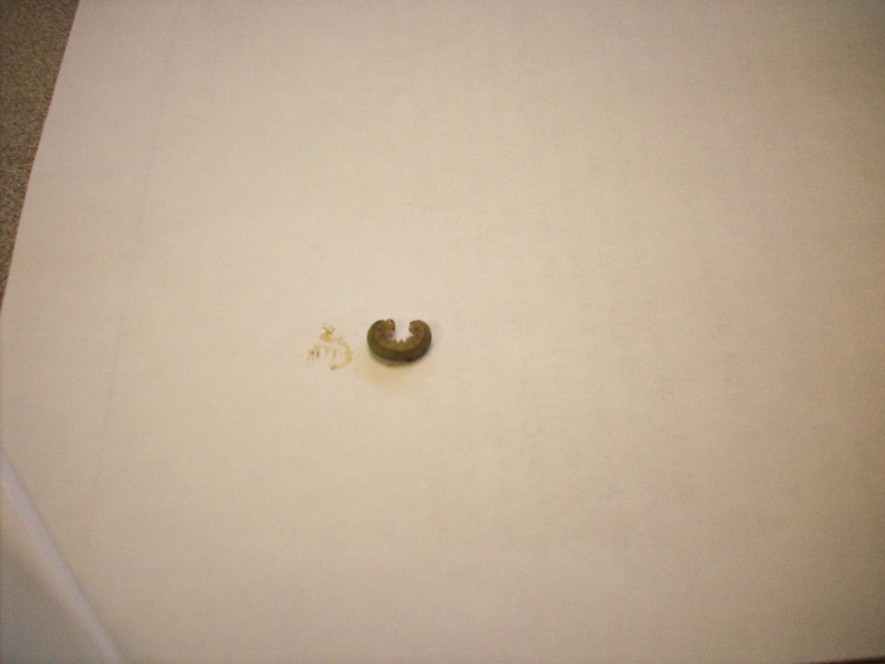 Small Green Worms eating flowers PlantDOC