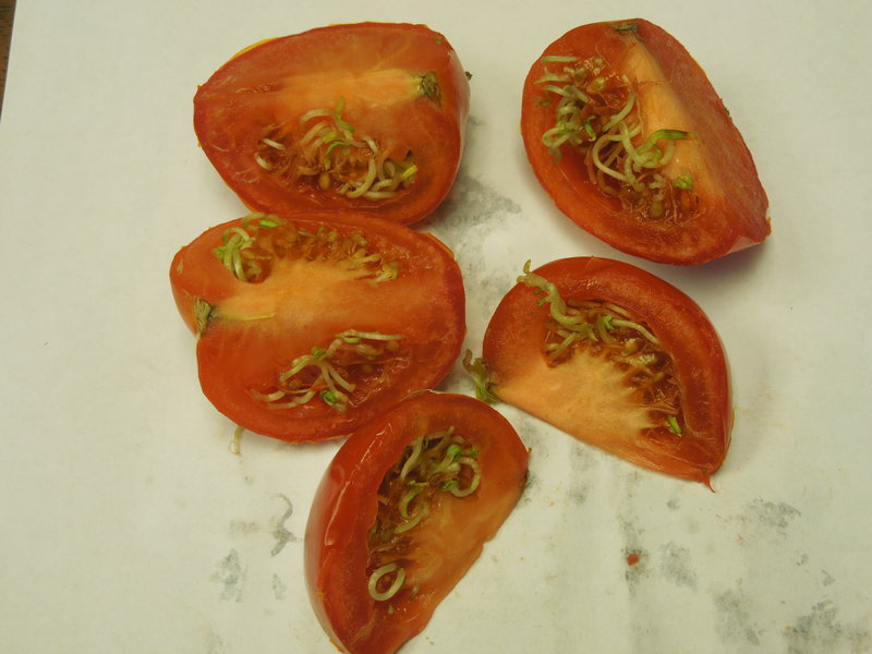 What Do Tomato Sprouts Look Like