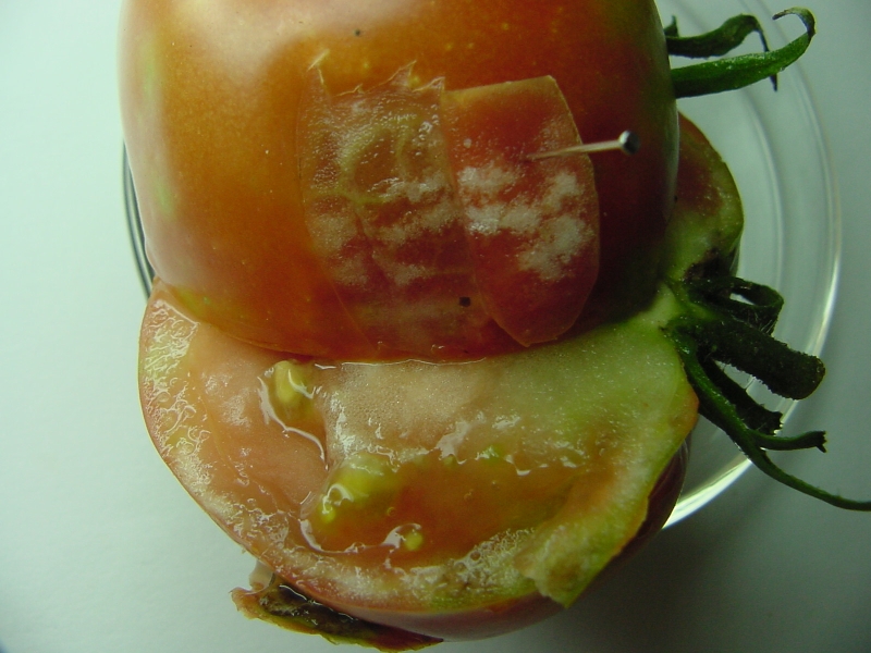 White Specks On Tomato Plants