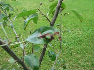 Apple trees dying? – PlantDOC