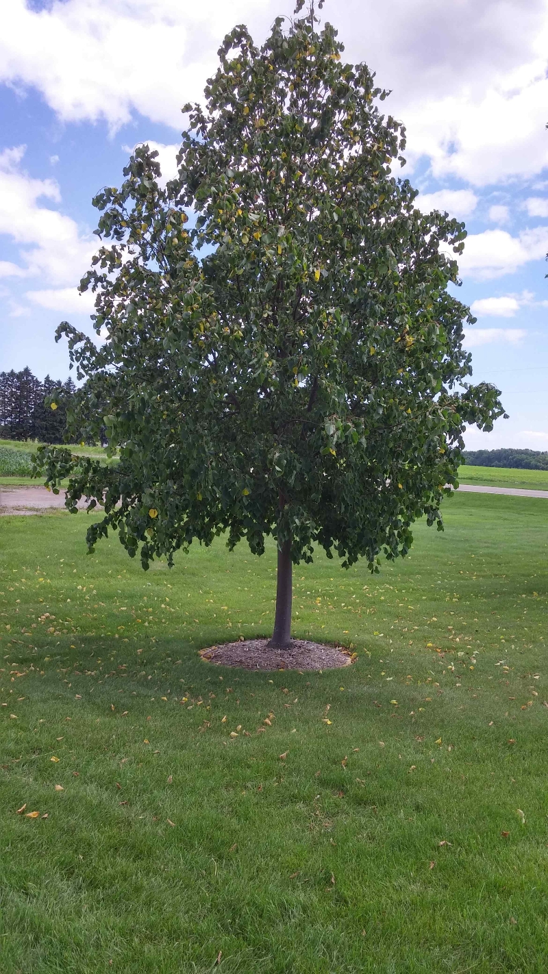 Linden tree wilting PlantDOC