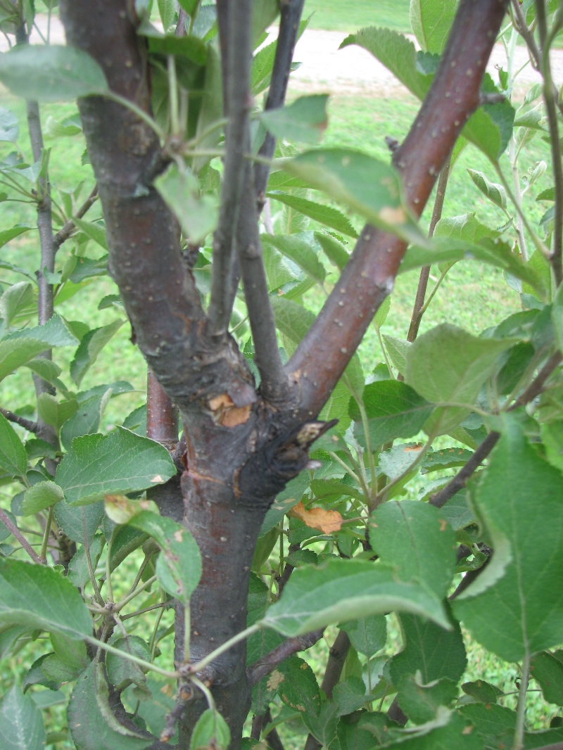 Apple tree disease PlantDOC