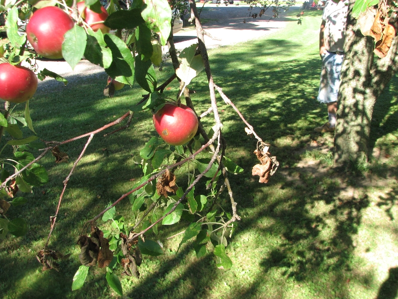 apple tree dying from branch ends PlantDOC