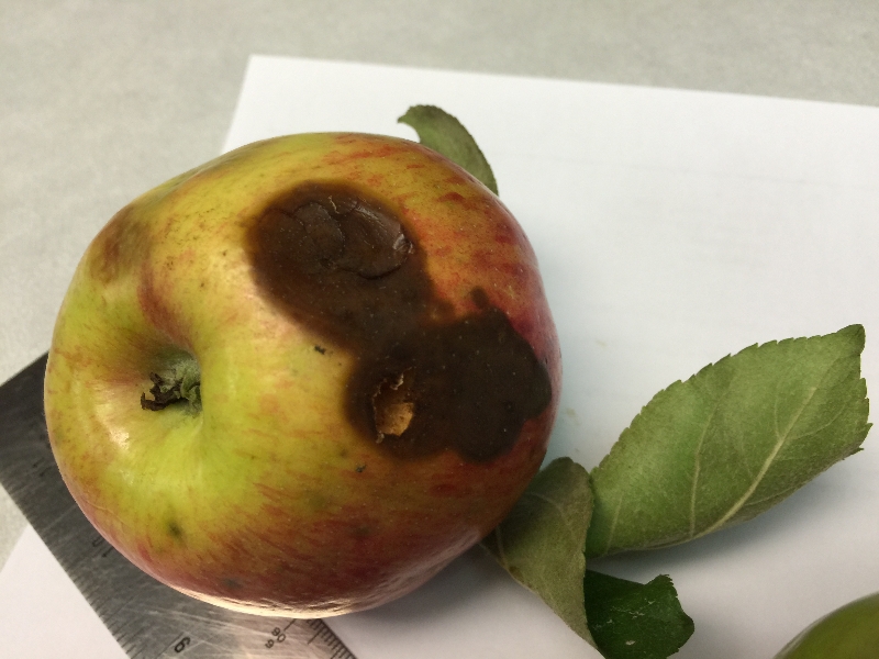 Apples with soft brown spots PlantDOC