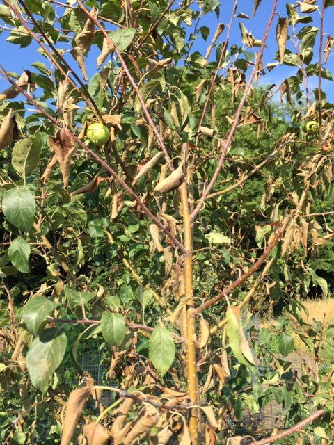 apple trees resistant to fire blight