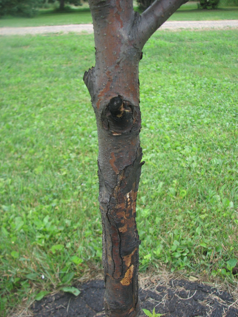 Apple tree disease PlantDOC