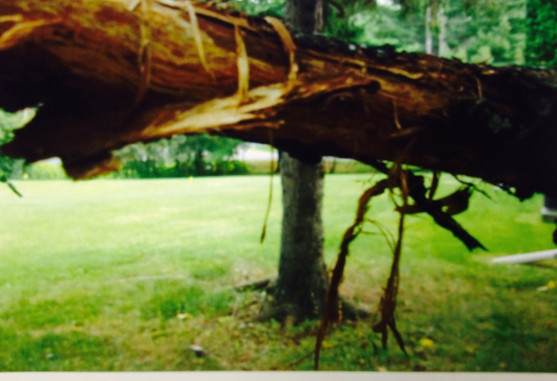 Bark falling off apple tree PlantDOC