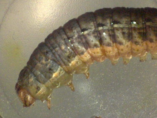 download winter cutworm download winter cutworm