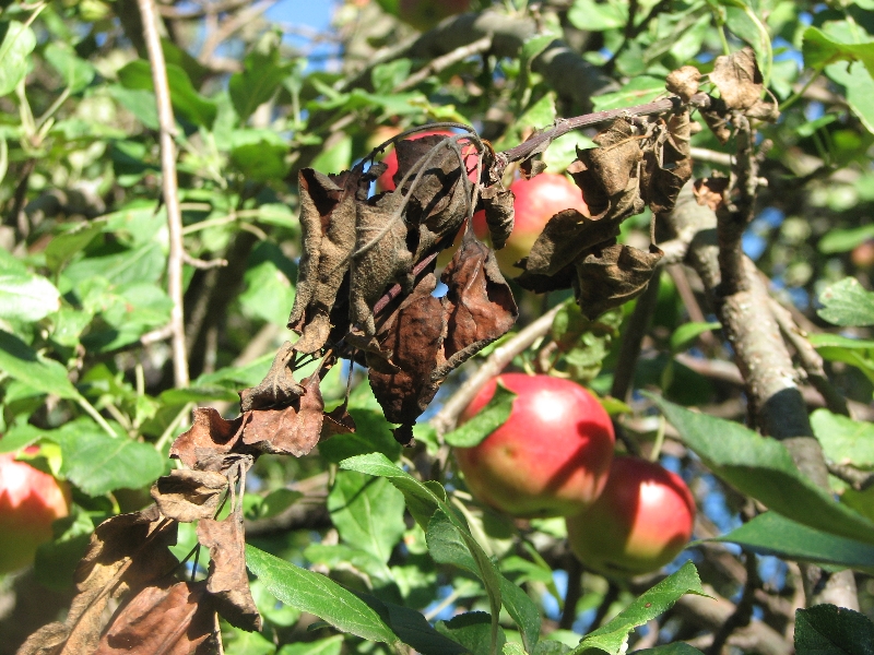 apple tree dying from branch ends - PlantDOC