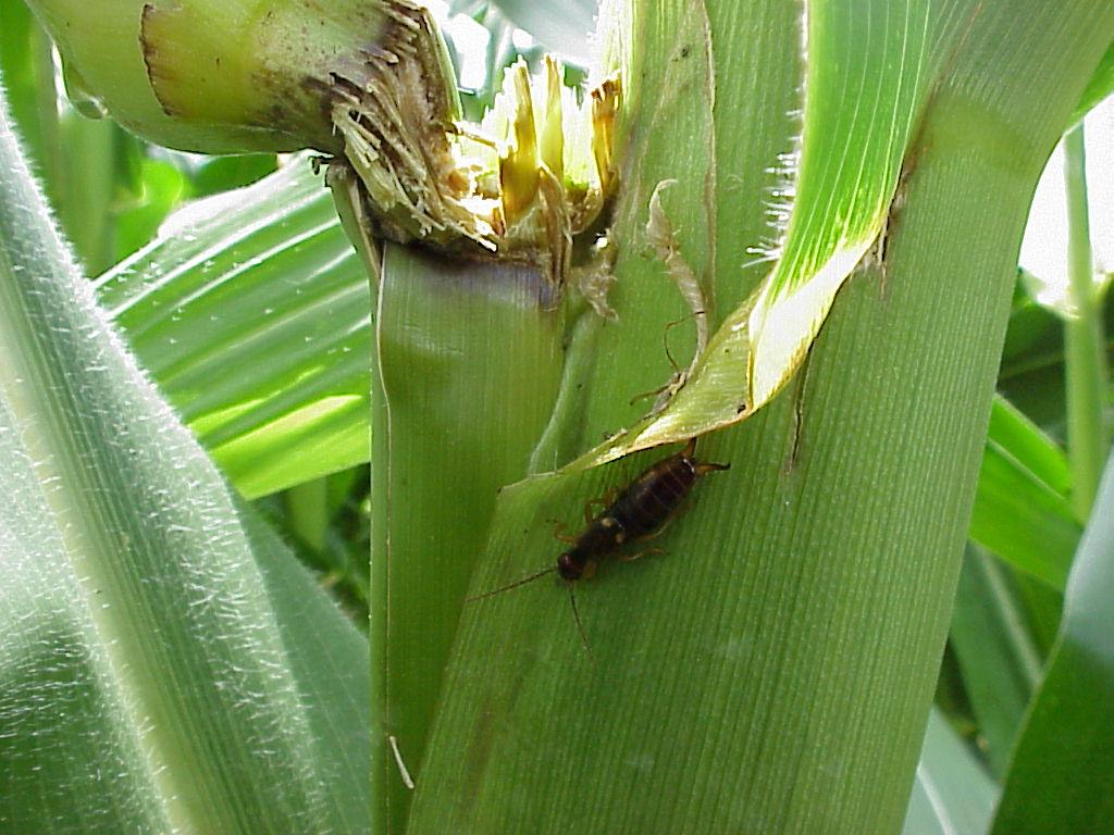 Earwigs in Corn PlantDOC