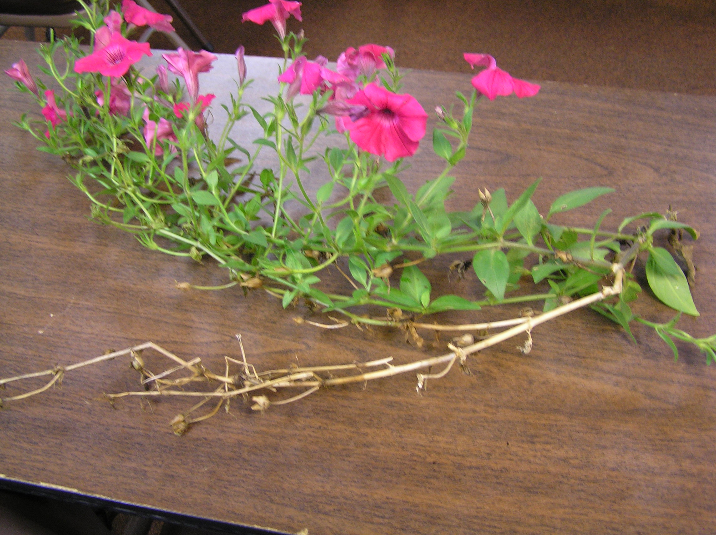 Wave petunia branches dying PlantDOC