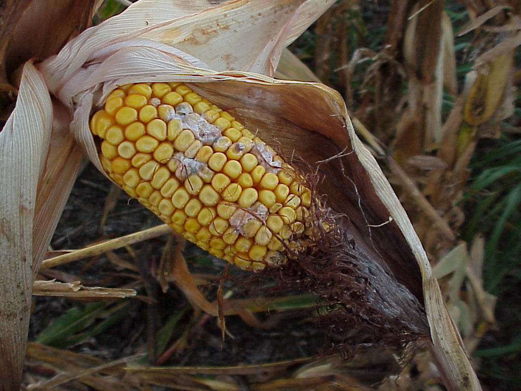 Hail Damaged Corn PlantDOC