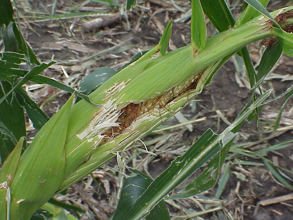 Hail Damaged Corn PlantDOC