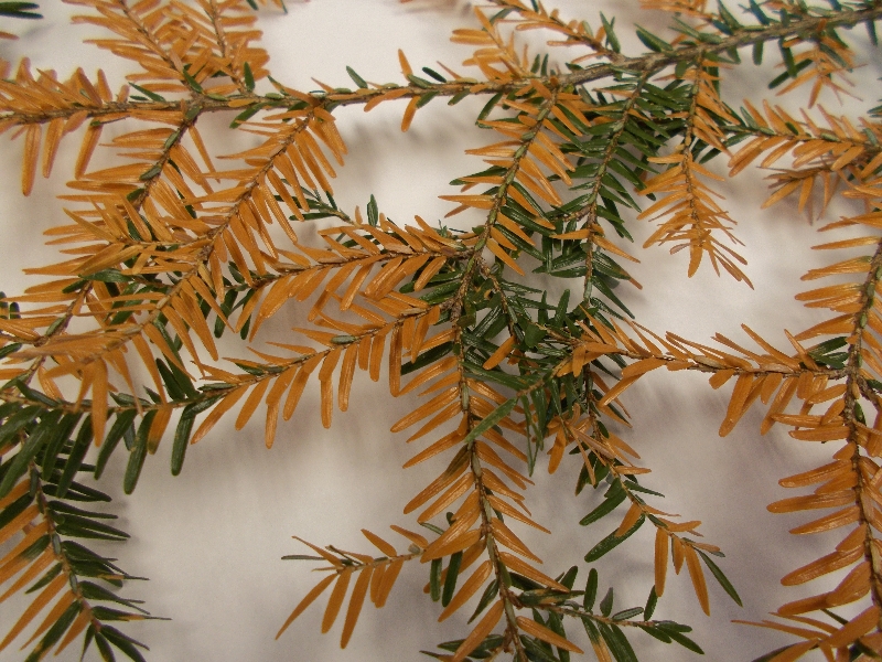 Dying Hemlock PlantDOC