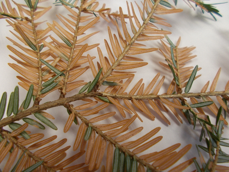 Dying Hemlock PlantDOC