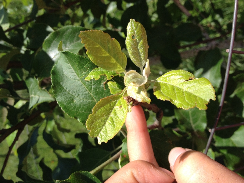 Young apple trees not blooming PlantDOC