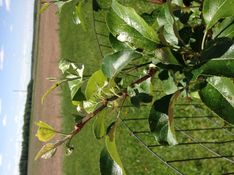 Young apple trees not blooming PlantDOC