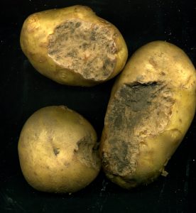 Home Grown Potato Problems – Plantdoc