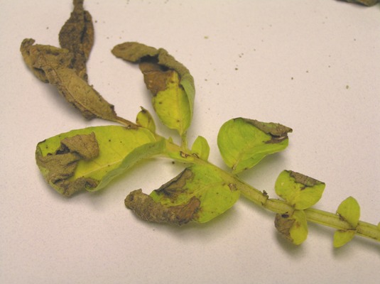 Spots on Potato – PlantDOC