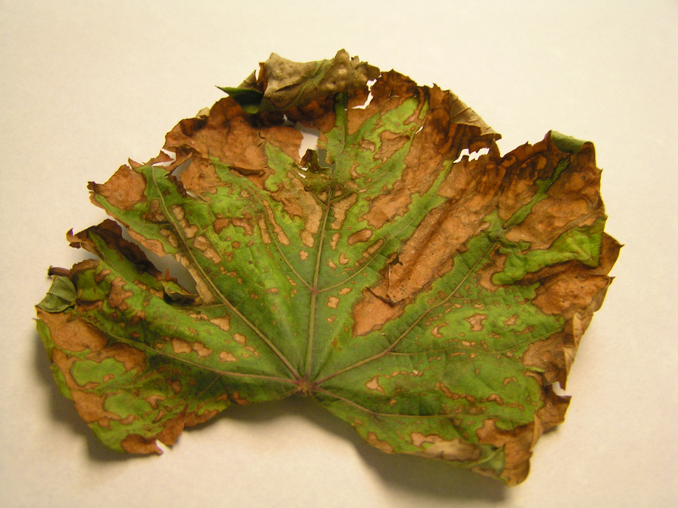 Disease Grape Vine Leaves